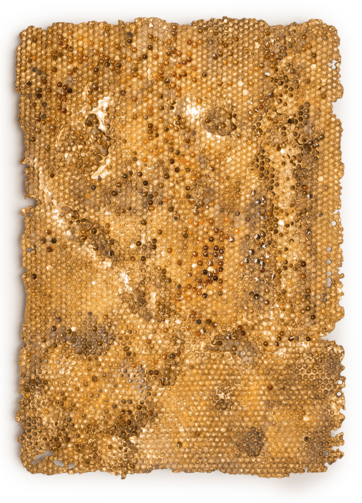 Sophie Coryndon Hoard